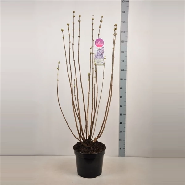 Syringa Vulgaris ‘Nadezhda’ 5 Syringa Vulgaris ‘Nadezhda’ - Afbeelding 3