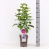 Syringa Vulgaris ‘Nadezhda’ -Huisdecoratie Winkel sering nadezda 5l z