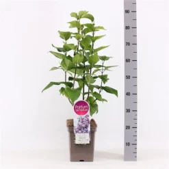 Syringa Vulgaris ‘Nadezhda’