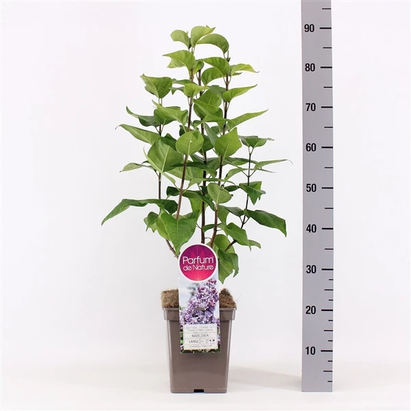 Syringa Vulgaris ‘Nadezhda’ 3 Syringa Vulgaris ‘Nadezhda’