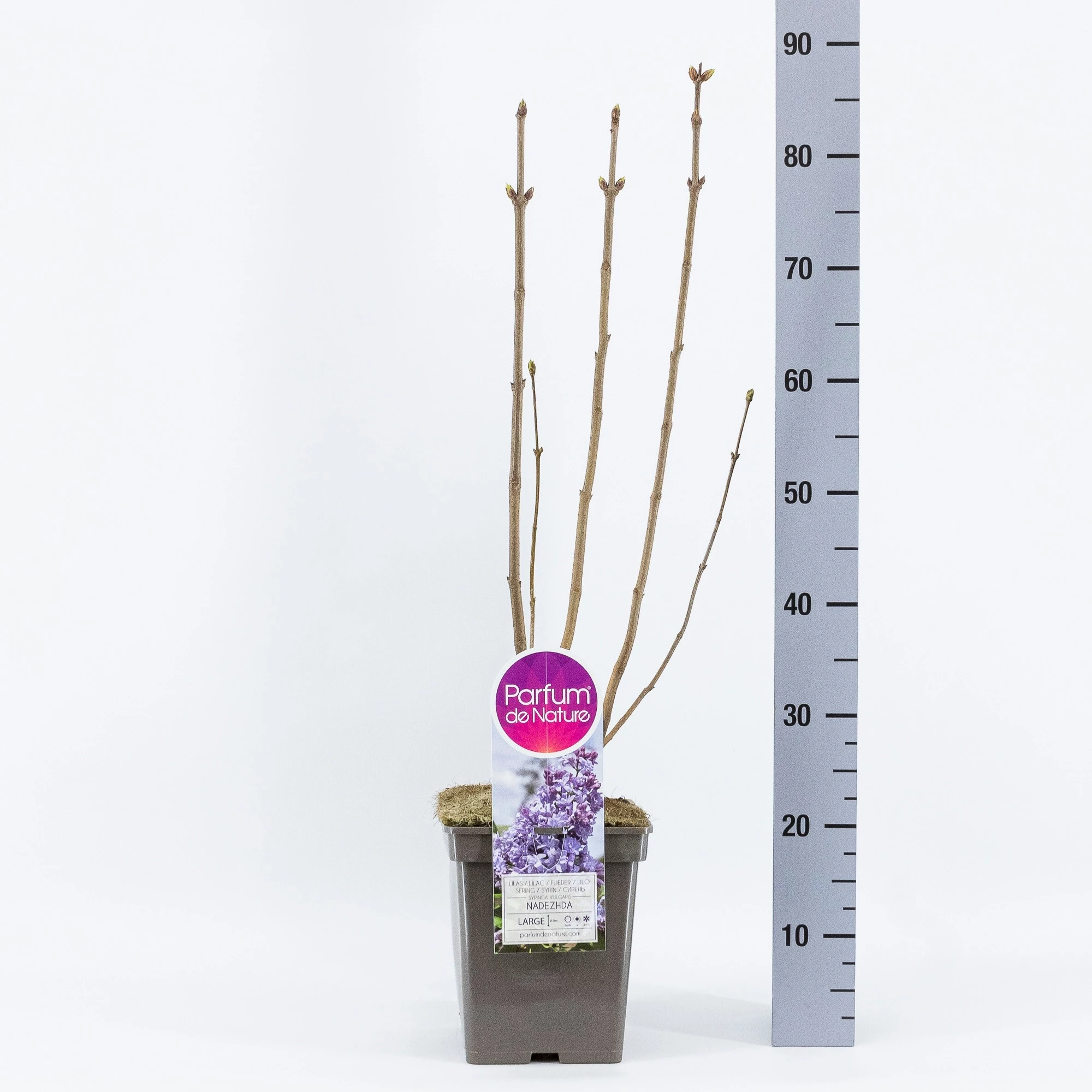 Syringa Vulgaris ‘Nadezhda’ 4 Syringa Vulgaris ‘Nadezhda’ - Afbeelding 2