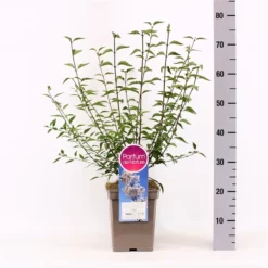 Sering Persica ‘Alba’ – Dwerg Sering