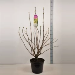 Syringa Vulgaris ‘Primrose’ -Huisdecoratie Winkel sering primrose 15 l