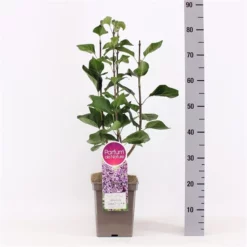 Natuurlijke Schoonheid in Jouw Tuin: Ontdek de Perfecte Planten voor Elk Seizoen 3 Syringa Vulgaris Hybride âSensationâ