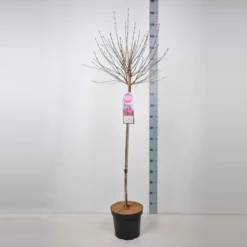 Sering ‘Tinkerbelle’- Dwerg Sering -Huisdecoratie Winkel sering tinkerbelle stam 90 scaled 1