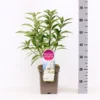 Sering Villosa ‘Agnes Smith’ -Huisdecoratie Winkel sering v agnes smith 5l z