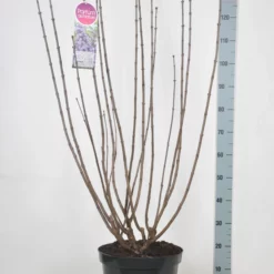 Syringa Vulgaris ‘Victor Lemoine’ -Huisdecoratie Winkel sering victor lemoine 15l scaled 1