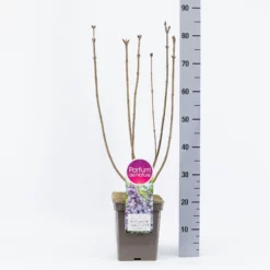 Syringa Vulgaris ‘Victor Lemoine’ -Huisdecoratie Winkel sering victor lemoine 5l