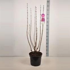 Syringa Vulgaris ‘Znamya Lenina’ 6 Syringa Vulgaris ‘Znamya Lenina’ -Huisdecoratie Winkel sering znamya lenina 15 l