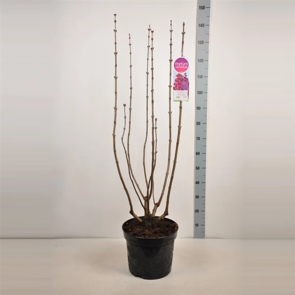 Syringa Vulgaris ‘Znamya Lenina’ 4 Syringa Vulgaris ‘Znamya Lenina’ - Afbeelding 3