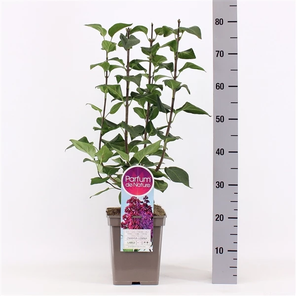 Syringa Vulgaris ‘Znamya Lenina’ 2 Syringa Vulgaris ‘Znamya Lenina’