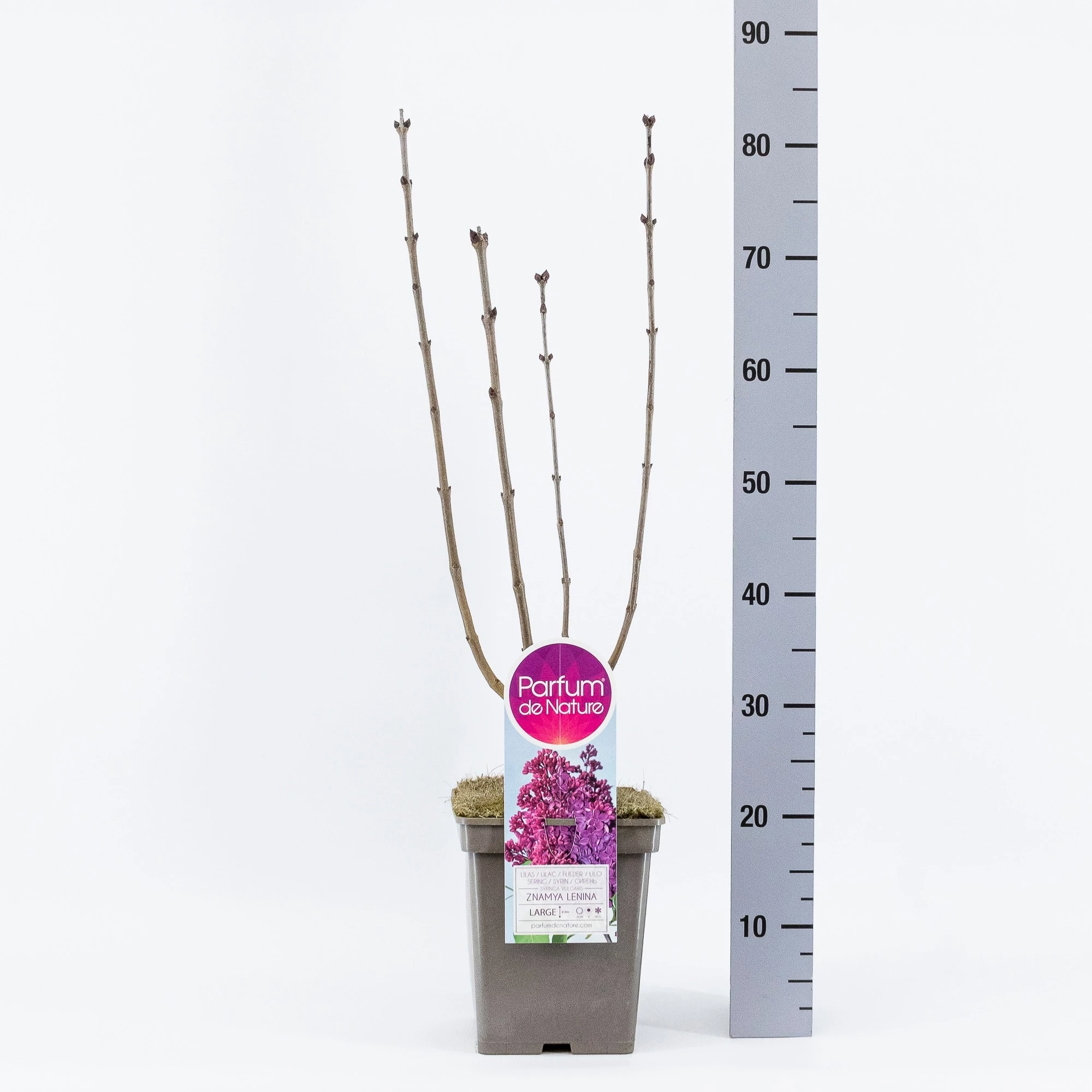 Syringa Vulgaris ‘Znamya Lenina’ 3 Syringa Vulgaris ‘Znamya Lenina’ - Afbeelding 2