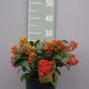 Skimmia Japonica ‘Desire’ -Huisdecoratie Winkel skimmia desiree scaled 1