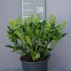 Skimmia Japonica Finchy