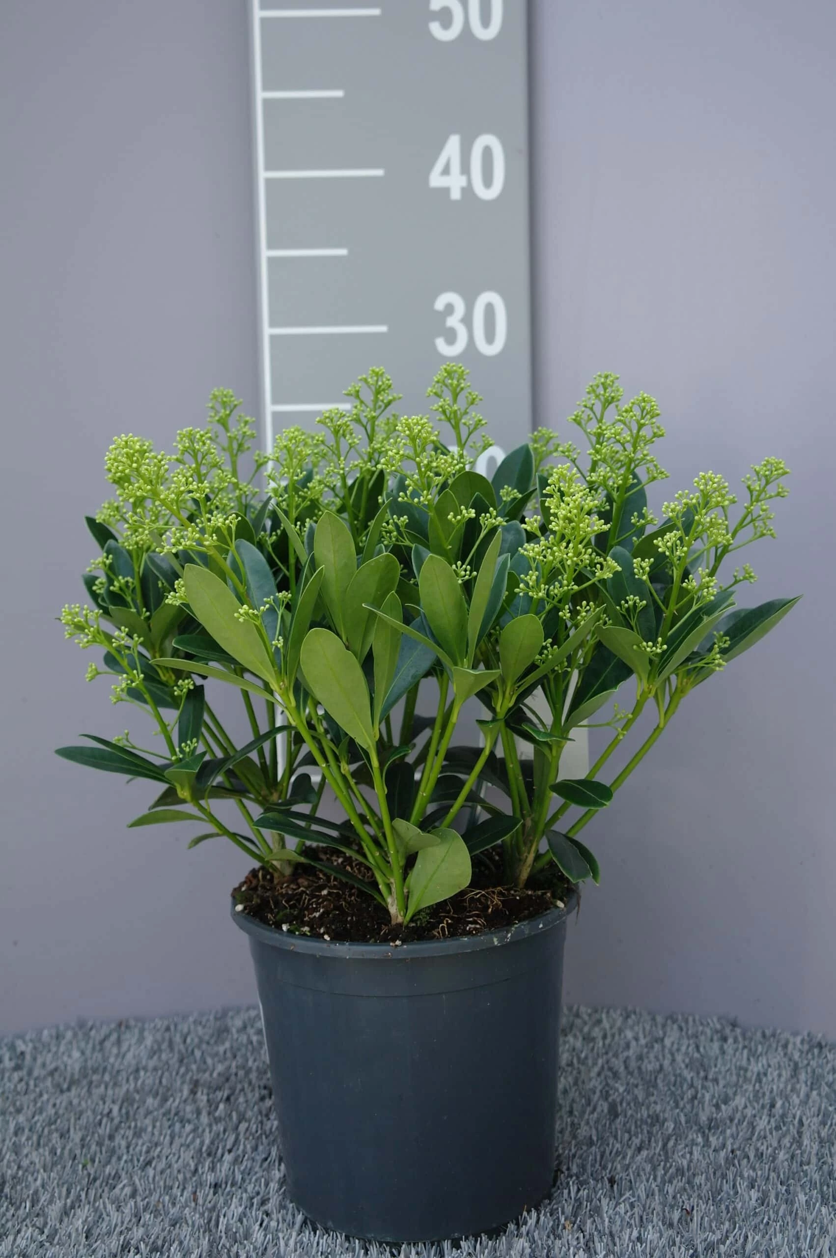 Skimmia Japonica Finchy 3 Skimmia Japonica Finchy