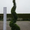 Cupressocyparis Leylandii ‘Castlewellan Gold’ Spiraal 1 Cupressocyparis Leylandii ‘Castlewellan Gold’ Spiraal -Huisdecoratie Winkel spiraal 300 cm scaled 1