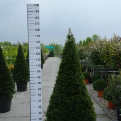 Taxus Baccata Piramide