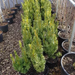 Taxus Fastigiata Aurea