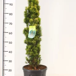 Taxus Fastigiata Aurea