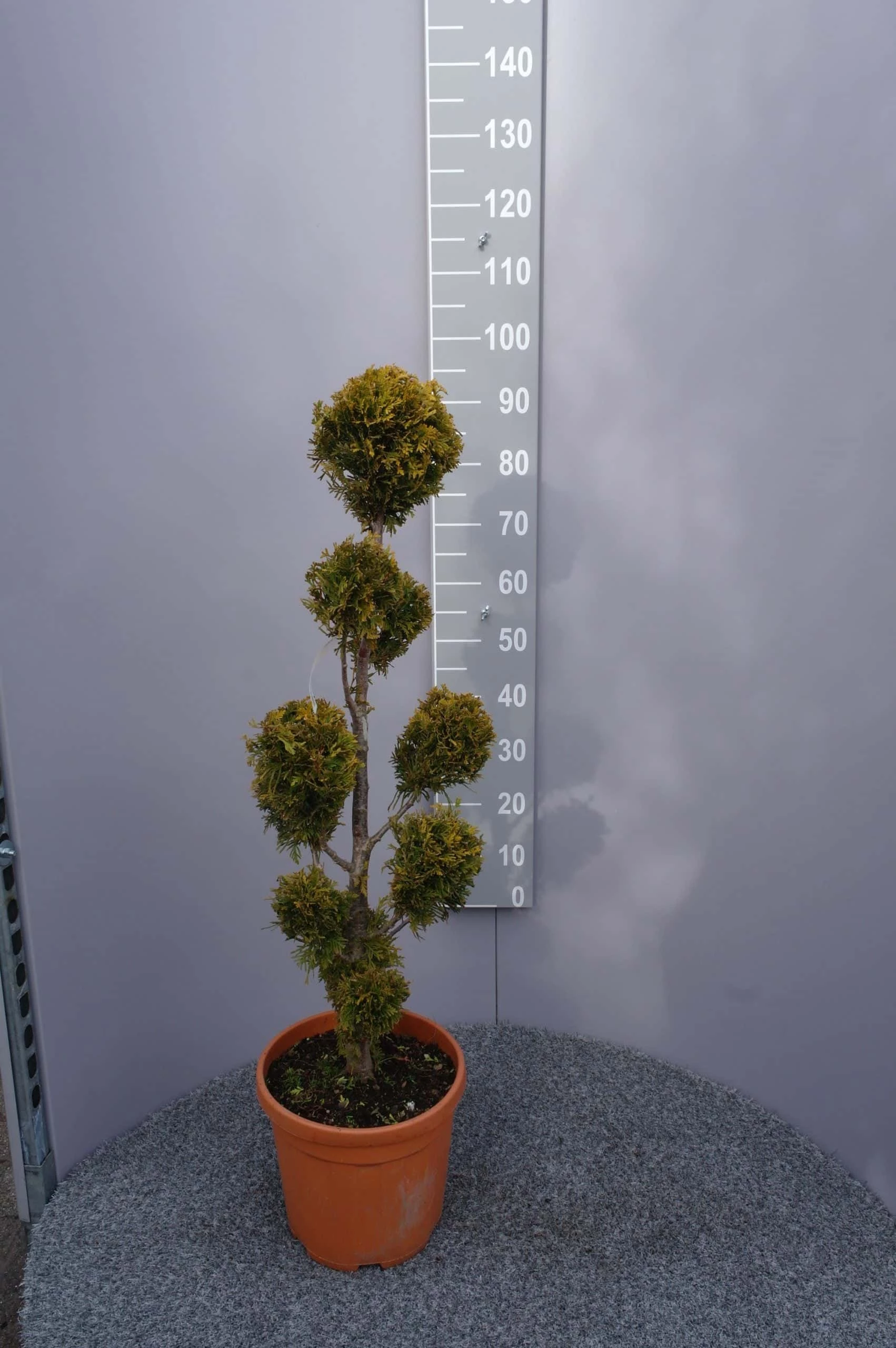 Thuja Occidentalis ‘Golden Brabant’ Pon Pon 7 Thuja Occidentalis ‘Golden Brabant’ Pon Pon - Afbeelding 5