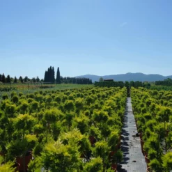 Thuja Occidentalis ‘Golden Brabant’ Pon Pon 10 Thuja Occidentalis ‘Golden Brabant’ Pon Pon -Huisdecoratie Winkel thuja occidentalis golden brabant pon pon 59.00 scaled 1