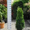 Thuja Occidentalis Smaragd -Huisdecoratie Winkel thuja smaragd 12.99 scaled 1