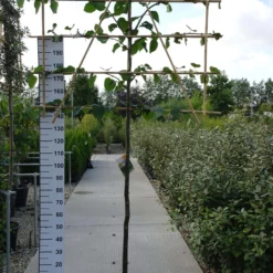 Tilia Europaea ‘Pallida’ – Leilinde