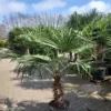 Palmboom Trachycarpus Fortunei (stam 50-60 Cm) -Huisdecoratie Winkel trachy 50 cm scaled 1