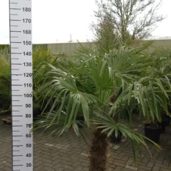 Palmboom Trachycarpus Fortunei (stam 50-60 Cm) -Huisdecoratie Winkel trachycarpus 119 scaled 1