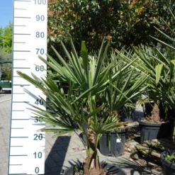 Palmboom Trachycarpus Fortunei Stam 10-15 Cm