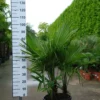 Palmboom Trachycarpus Fortunei Multistam -Huisdecoratie Winkel trachycarpus fortunei 109 scaled 1