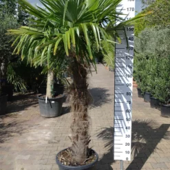 Palmboom Trachycarpus Fortunei (stam 110-120 Cm) -Huisdecoratie Winkel trachycarpus fortunei 110 120 cm E229 2 scaled 1