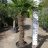Palmboom Trachycarpus Fortunei (stam 120-130 Cm) 2 Palmboom Trachycarpus Fortunei (stam 120-130 Cm) -Huisdecoratie Winkel trachycarpus fortunei 120 130 cm E249 scaled 1