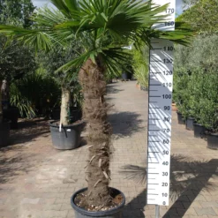 Palmboom Trachycarpus Fortunei (stam 120-130 Cm)