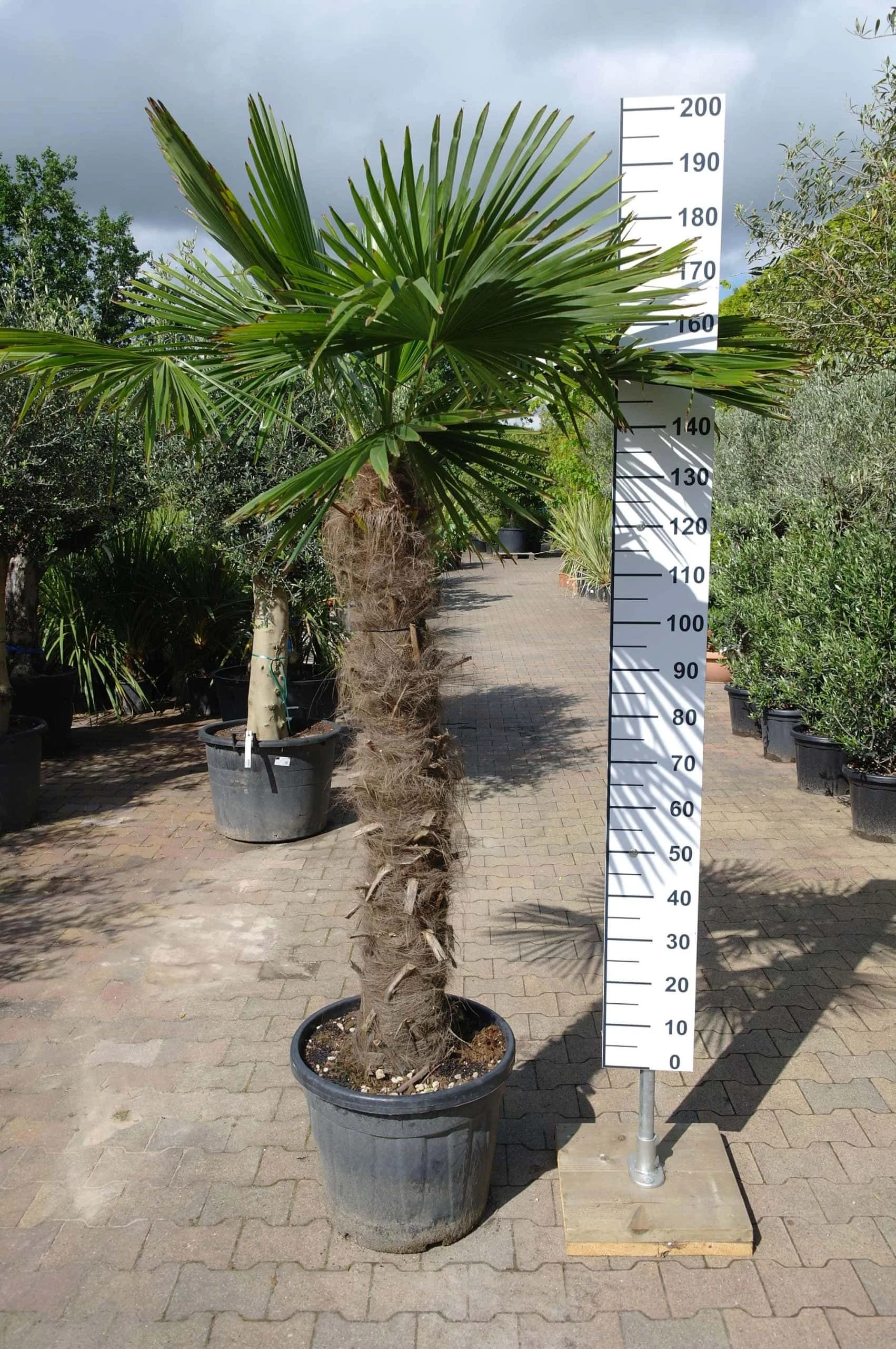 Palmboom Trachycarpus Fortunei (stam 120-130 Cm) 3 Palmboom Trachycarpus Fortunei (stam 120-130 Cm)