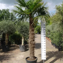 Palmboom Trachycarpus Fortunei (stam 160 – 170 Cm) -Huisdecoratie Winkel trachycarpus fortunei 160 70 cm E329 scaled 1