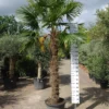 Palmboom Trachycarpus Fortunei (stam 170 – 180 Cm) -Huisdecoratie Winkel trachycarpus fortunei 170 180 E349 1 scaled 1