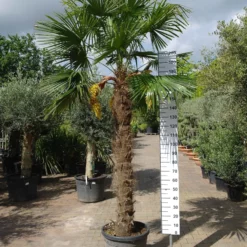 Palmboom Trachycarpus Fortunei (stam 170 – 180 Cm)