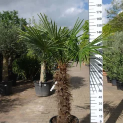 Palmboom Trachycarpus Fortunei (stam 80 – 90 Cm) -Huisdecoratie Winkel trachycarpus fortunei 80 90 cm 169 2 scaled 2