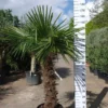 Palmboom Trachycarpus Fortunei (stam 90 – 100 Cm) 2 Palmboom Trachycarpus Fortunei (stam 90 – 100 Cm) -Huisdecoratie Winkel trachycarpus fortunei 90 100 189 scaled 1