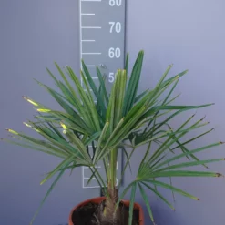 Palmboom Trachycarpus Fortunei