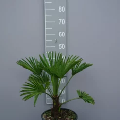 Trachycarpus Wagnerianus