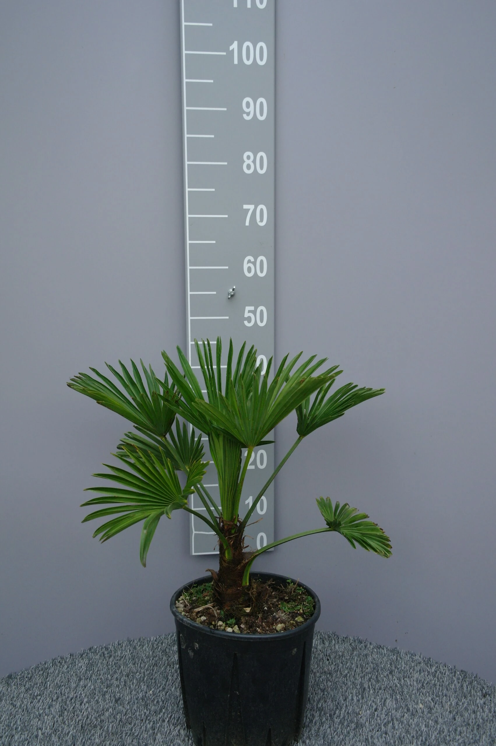 Trachycarpus Wagnerianus 3 Trachycarpus Wagnerianus