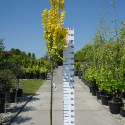 Ulmus Hollandica ‘Wredei’