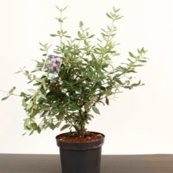 Viburnum Burkwoodii ‘Conoy’