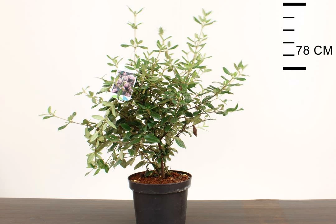 Viburnum Burkwoodii ‘Conoy’ 3 Viburnum Burkwoodii ‘Conoy’