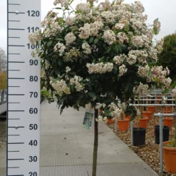 Viburnum Tinus Bol Boom Op Stam 7 Viburnum Tinus Bol Boom Op Stam -Huisdecoratie Winkel viburnum tinus eve price 159 scaled 2