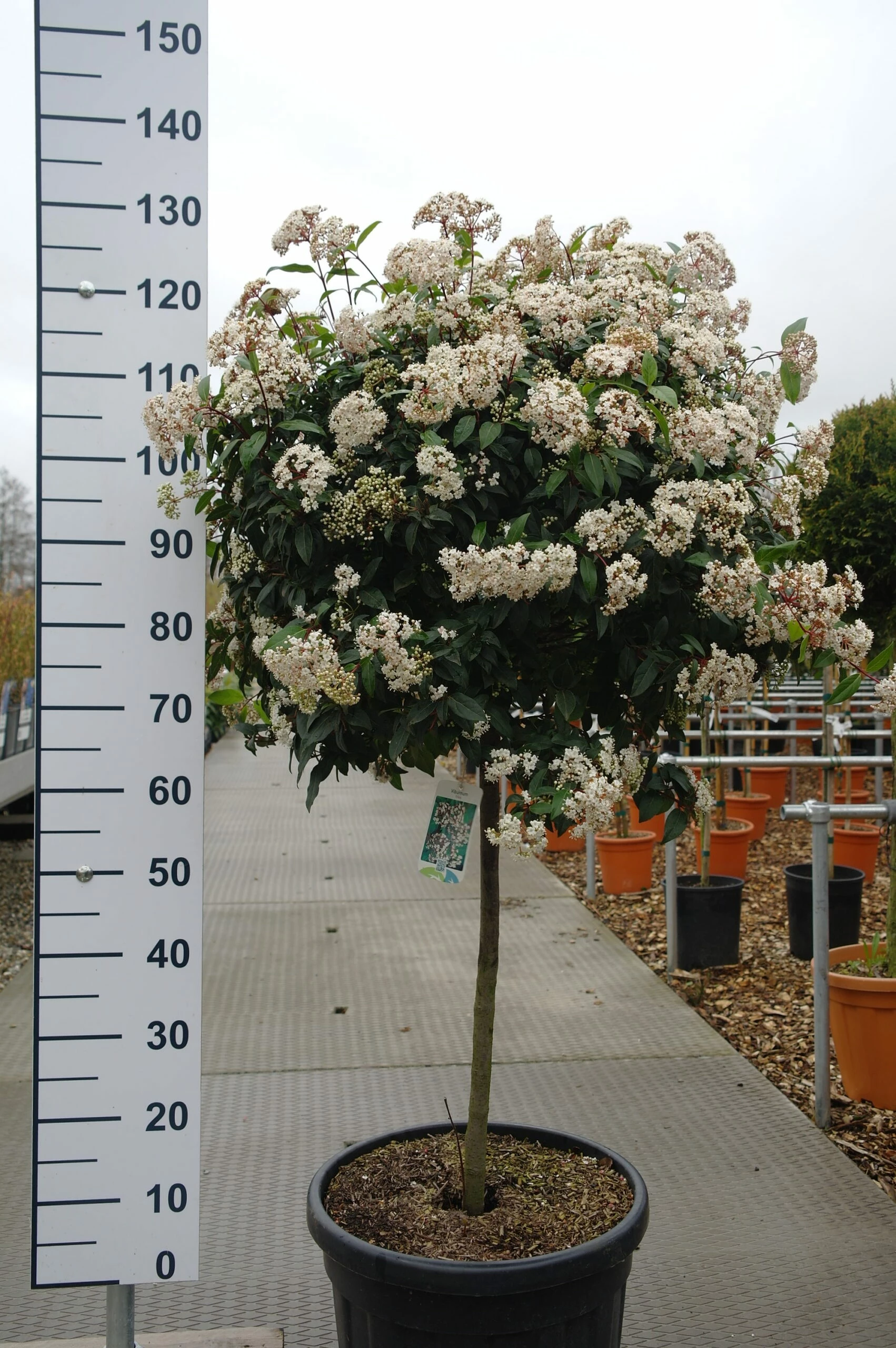 Viburnum Tinus Bol Boom Op Stam 5 Viburnum Tinus Bol Boom Op Stam - Afbeelding 3