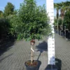 Viburnum Tinus Bol Boom Op Stam -Huisdecoratie Winkel viburnum tinusopstam15900 1 scaled 2