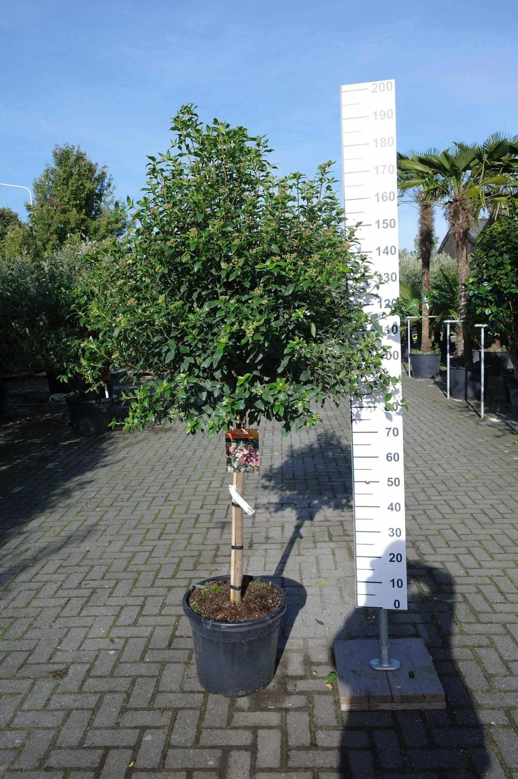 Viburnum Tinus Bol Boom Op Stam 3 Viburnum Tinus Bol Boom Op Stam